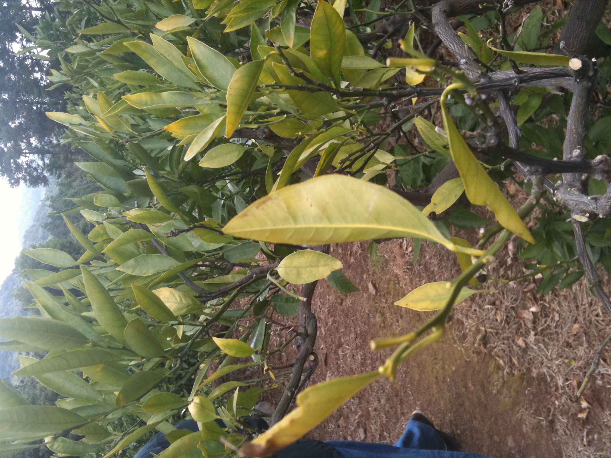 안녕하세요 감귤나무 증상에 대한 질문입니다.